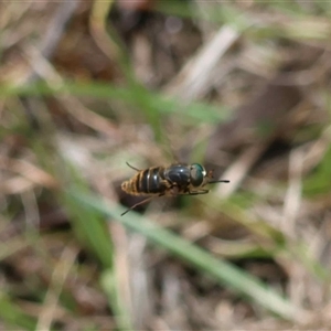 Unverified Hover fly (Syrphidae) by LisaH