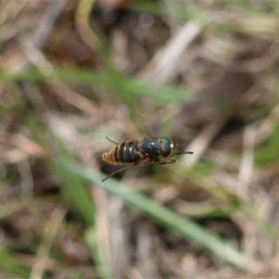 Unverified Hover fly (Syrphidae) at  - suppressed by LisaH