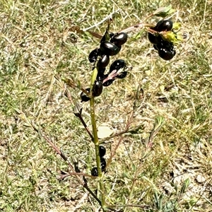 Unverified Beetle (Coleoptera) at Yarralumla, ACT - Yesterday by KMcCue