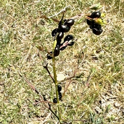 Chrysolina quadrigemina (Greater St Johns Wort beetle) at Yarralumla, ACT - 2 Nov 2025 by KMcCue