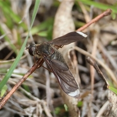 Comptosia stria (A bee fly) at Mongarlowe, NSW - 23 Oct 2025 by LisaH