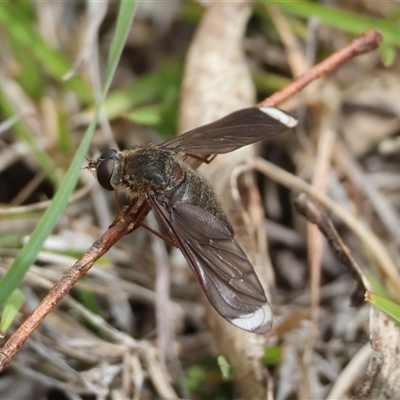 Comptosia stria (A bee fly) at Mongarlowe, NSW - 23 Oct 2025 by LisaH