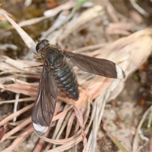 Comptosia stria at Mongarlowe, NSW - suppressed