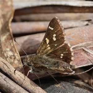 Unverified Skipper (Hesperiidae) by LisaH
