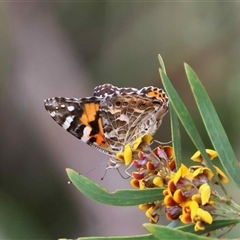 Vanessa kershawi (Australian Painted Lady) at Mongarlowe, NSW - 23 Oct 2025 by LisaH