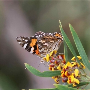 Vanessa kershawi at Mongarlowe, NSW - suppressed