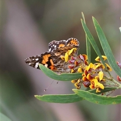 Vanessa kershawi at Mongarlowe, NSW - suppressed