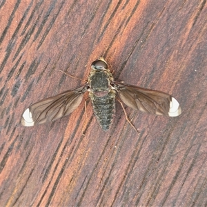 Comptosia stria at Yass River, NSW - 3 Nov 2025 09:46 AM