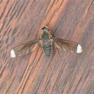 Comptosia stria (A bee fly) at Yass River, NSW - 3 Nov 2025 by SenexRugosus