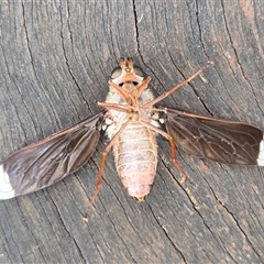 Comptosia stria at Yass River, NSW - 3 Nov 2025 09:46 AM