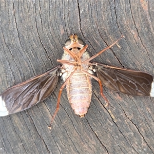 Comptosia stria at Yass River, NSW - 3 Nov 2025 09:46 AM