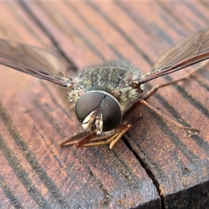 Comptosia stria at Yass River, NSW - 3 Nov 2025 09:46 AM