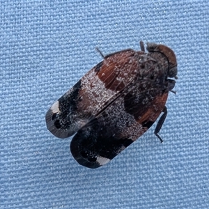 Platybrachys sp. (genus) at Yass River, NSW - 31 Oct 2025 01:07 PM