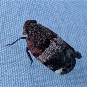 Platybrachys sp. (genus) at Yass River, NSW - 31 Oct 2025 01:07 PM