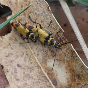 Chauliognathus curvipes at Mongarlowe, NSW - suppressed