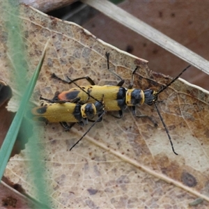 Chauliognathus curvipes at Mongarlowe, NSW - suppressed