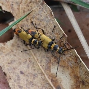 Chauliognathus curvipes at Mongarlowe, NSW - suppressed