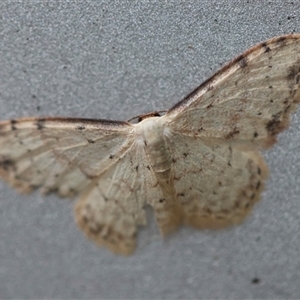 Idaea halmaea (Two-spotted Wave) at Mongarlowe, NSW - 23 Oct 2025 by LisaH