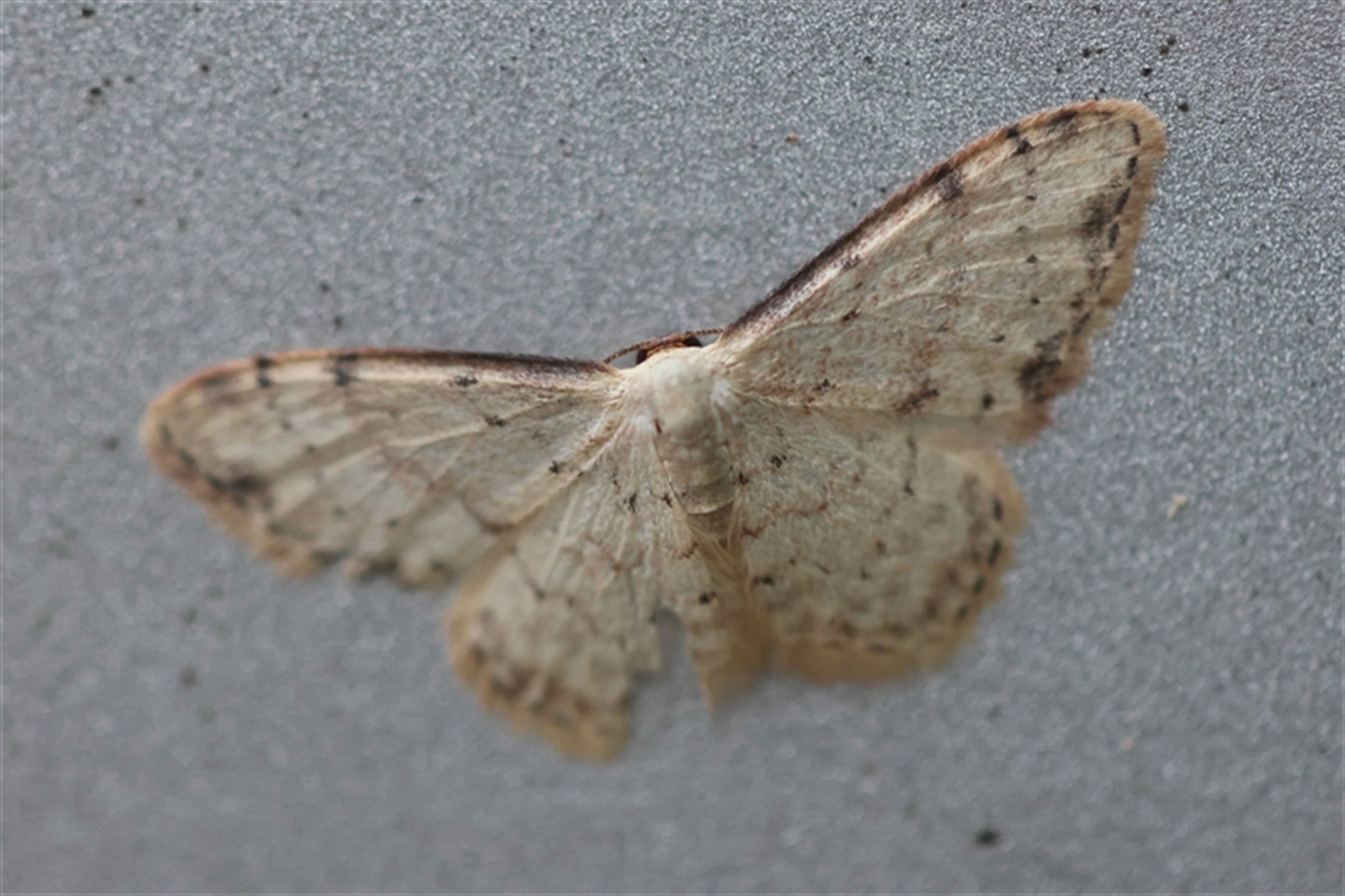 Idaea halmaea at Mongarlowe, NSW - suppressed