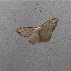Idaea halmaea at Mongarlowe, NSW - suppressed