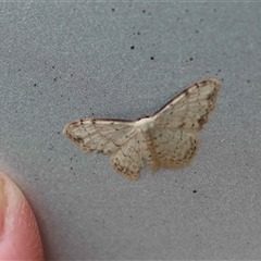 Idaea halmaea at Mongarlowe, NSW - suppressed