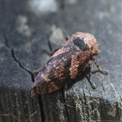 Eurymeloides adspersa (Gumtree hopper) by LisaH