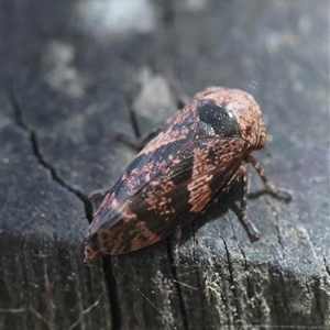Unverified Leafhopper or planthopper (Hemiptera, several families) by LisaH