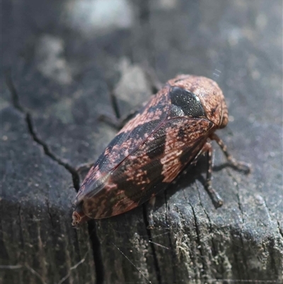 Eurymeloides adspersa (Gumtree hopper) at  - suppressed by LisaH