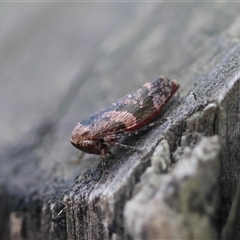 Unverified at suppressed - suppressed