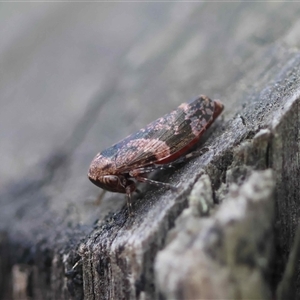 Eurymeloides adspersa at Mongarlowe, NSW - suppressed