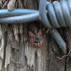 Eurymeloides adspersa at Mongarlowe, NSW - suppressed