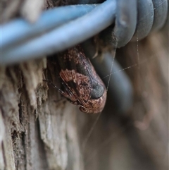 Eurymeloides adspersa at Mongarlowe, NSW - suppressed
