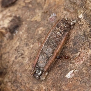 Trigonocyttara clandestina (Less-stick Case Moth) at Red Hill, ACT - 3 Nov 2025 by LisaH