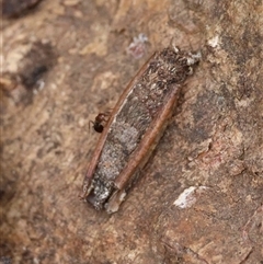 Trigonocyttara clandestina at Red Hill, ACT - suppressed