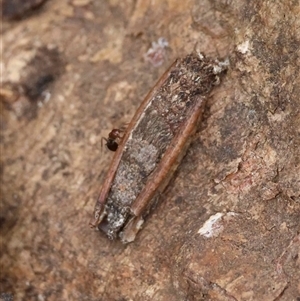 Trigonocyttara clandestina at Red Hill, ACT - suppressed