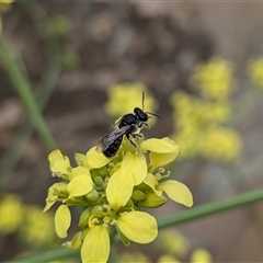 Lasioglossum (Chilalictus) sp. (genus & subgenus) (Halictid bee) at Franklin, ACT - 3 Nov 2025 by chriselidie