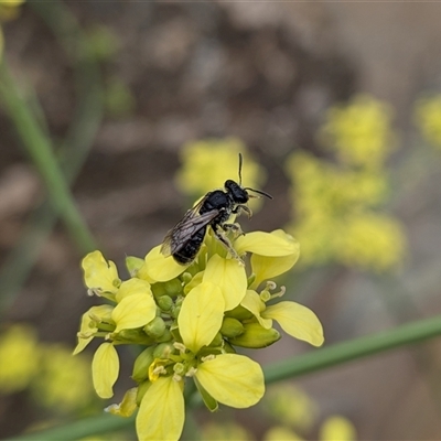 Lasioglossum (Chilalictus) sp. (genus & subgenus) (Halictid bee) at Franklin, ACT - 3 Nov 2025 by chriselidie