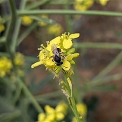 Lasioglossum (Chilalictus) sp. (genus & subgenus) at Franklin, ACT - 3 Nov 2025 01:13 PM
