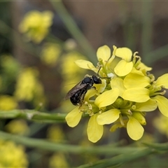Lasioglossum (Chilalictus) sp. (genus & subgenus) at Franklin, ACT - 3 Nov 2025 01:13 PM