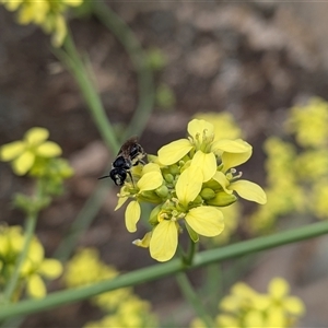 Lasioglossum (Chilalictus) sp. (genus & subgenus) at Franklin, ACT - 3 Nov 2025 01:13 PM