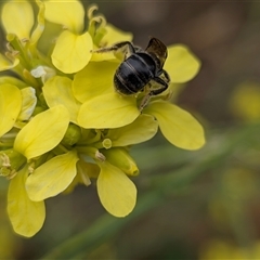Lasioglossum (Chilalictus) sp. (genus & subgenus) at Franklin, ACT - 3 Nov 2025 01:13 PM