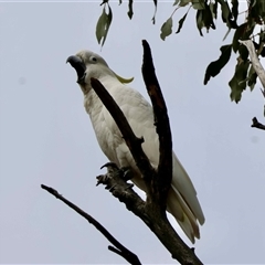 Unverified at suppressed - suppressed