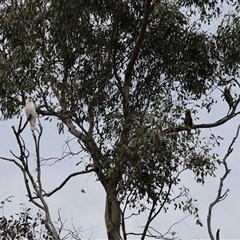 Unverified at suppressed - suppressed