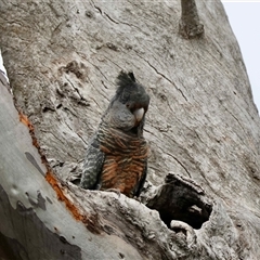 Callocephalon fimbriatum by LisaH