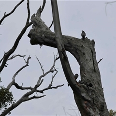 Callocephalon fimbriatum by LisaH