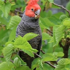 Callocephalon fimbriatum by LisaH