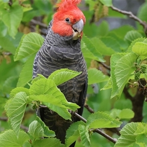 Callocephalon fimbriatum at Hughes, ACT - suppressed
