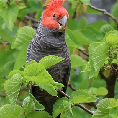 Callocephalon fimbriatum at  - suppressed by LisaH