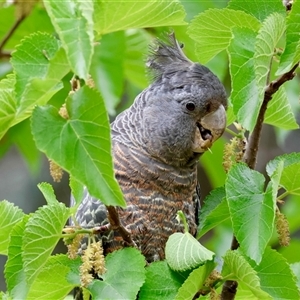 Callocephalon fimbriatum at Hughes, ACT - suppressed
