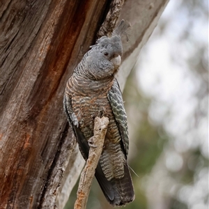 Callocephalon fimbriatum at Hughes, ACT - suppressed